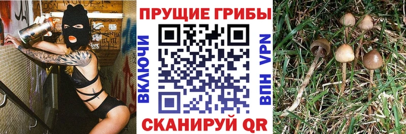 Галлюциногенные грибы Psilocybe  Белая Калитва 